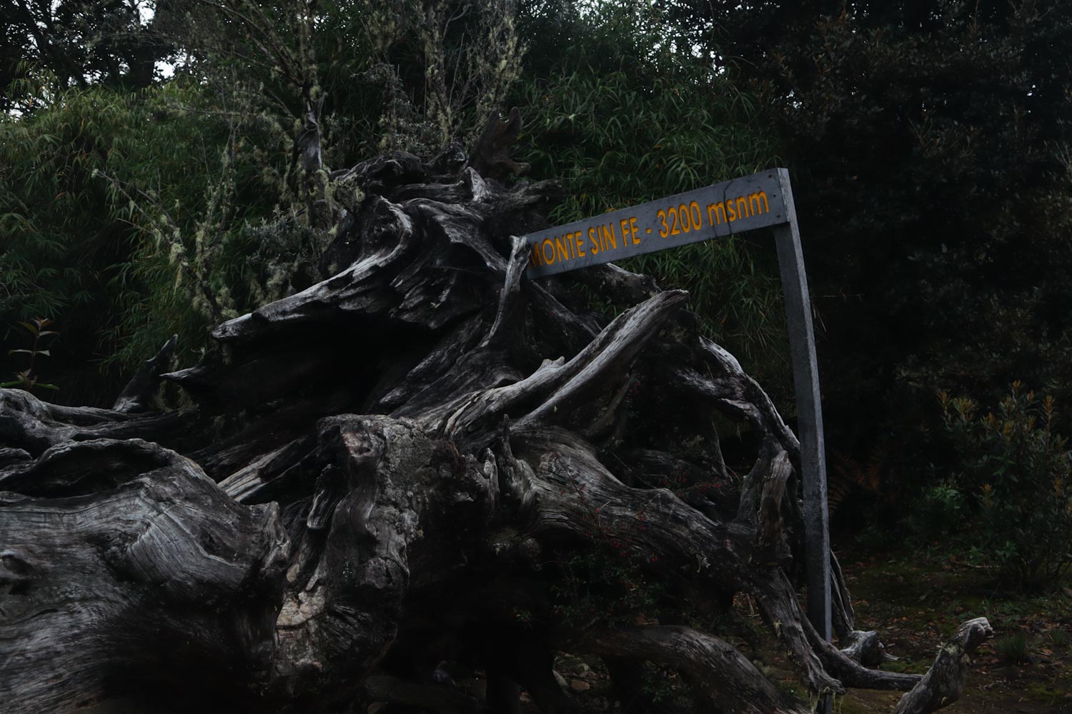 Monte sin Fe табличка у поваленного дерева