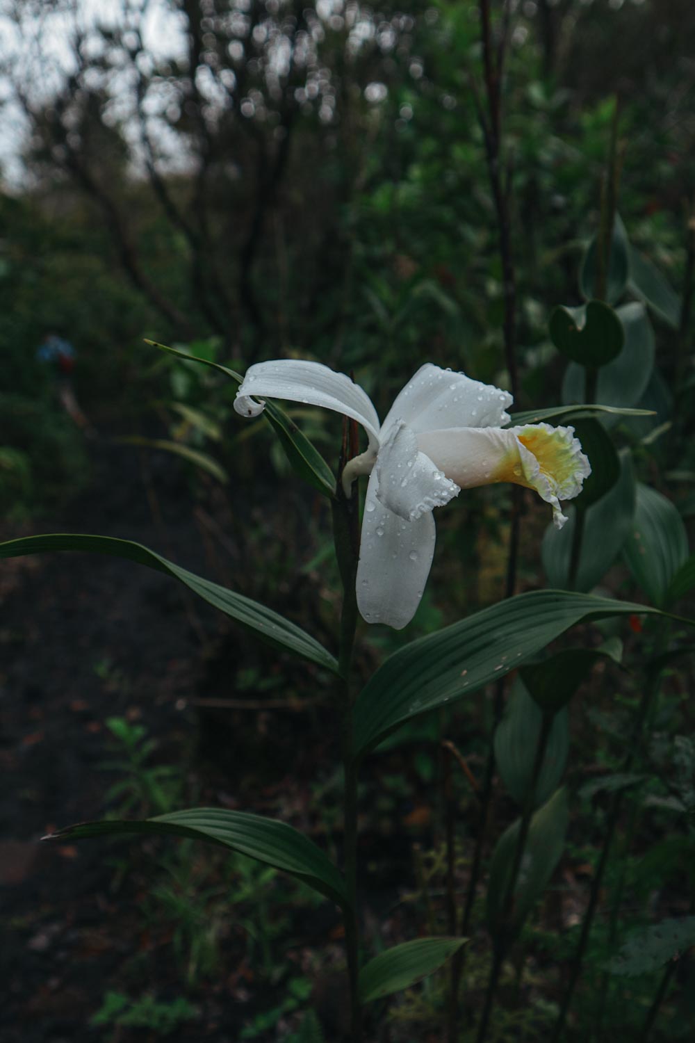 Цветок Sobralia chrysostoma