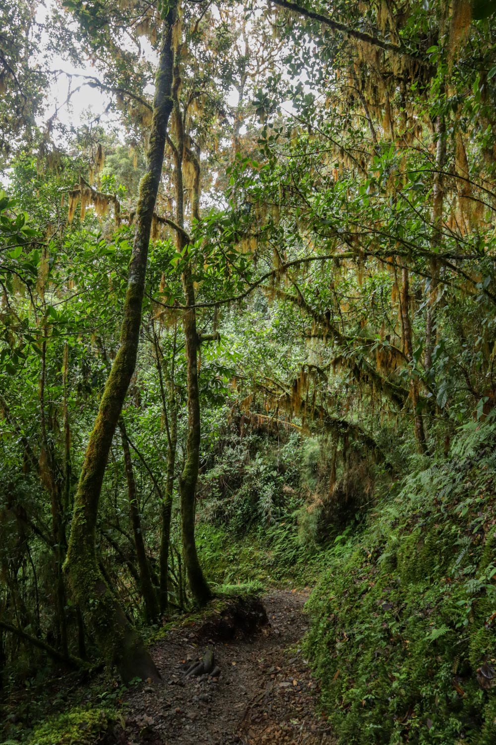 Облачный лес в Коста-Рике