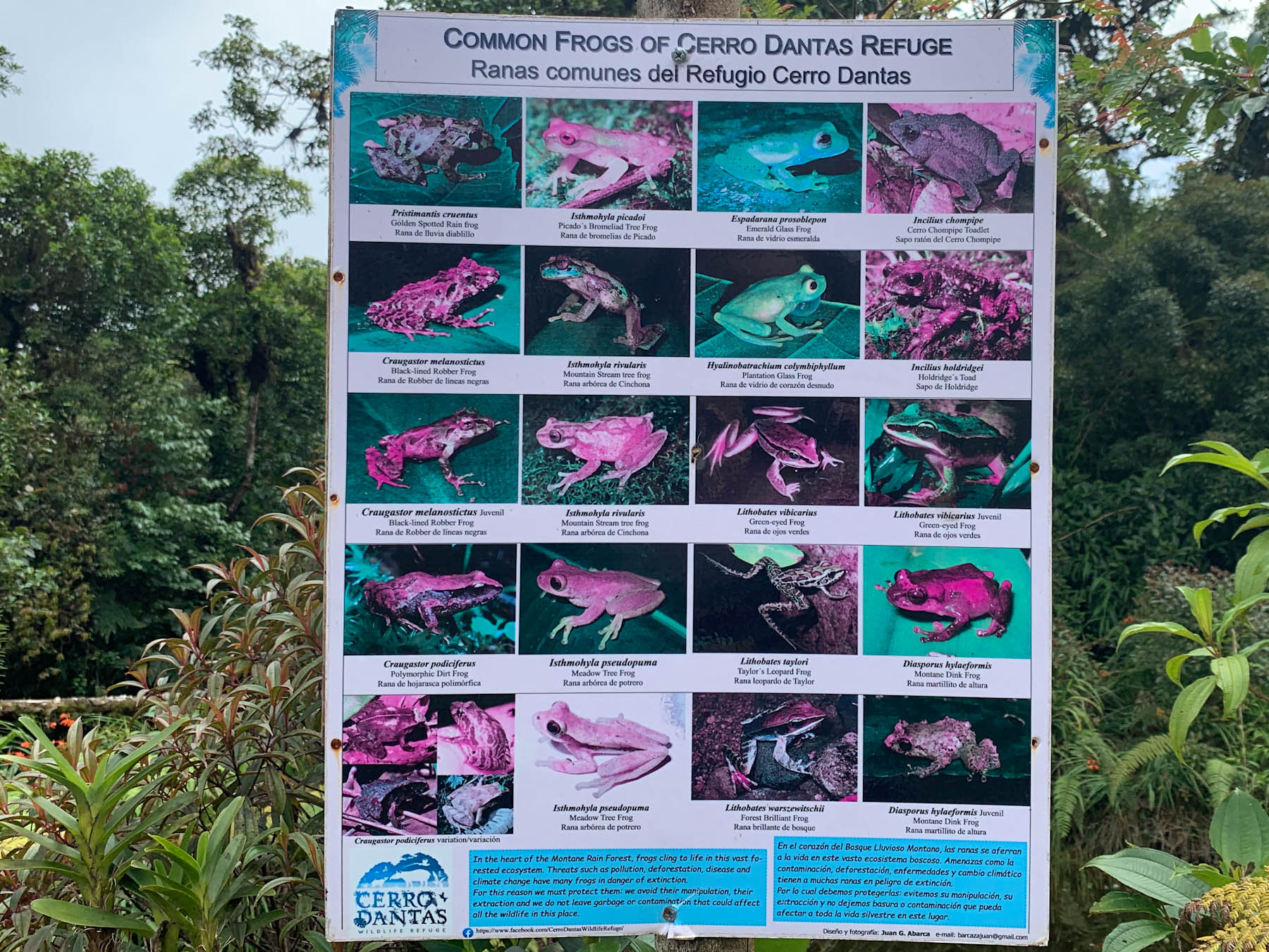 Информационный стенд посвященный лягушкам Коста-Рики