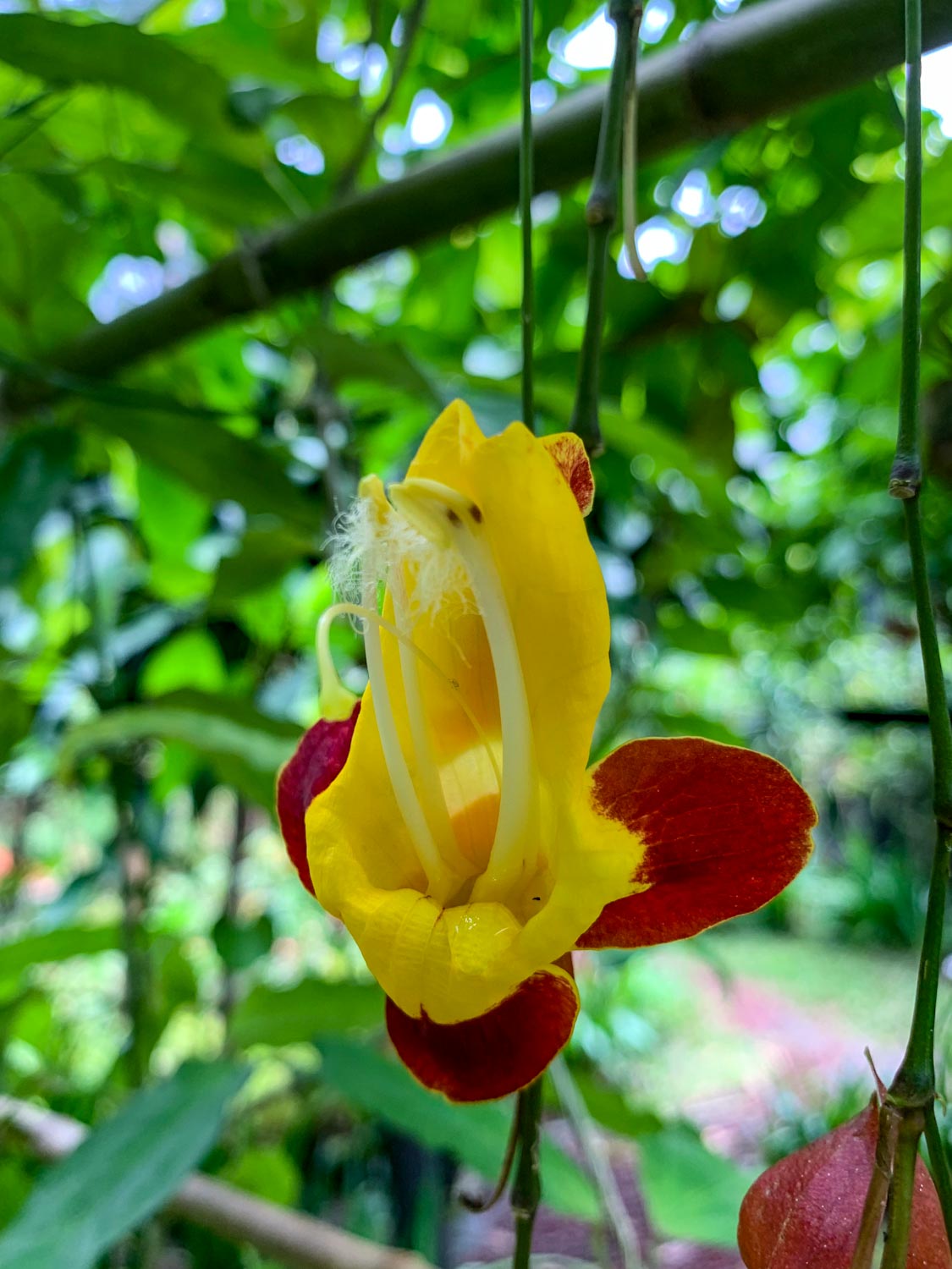 Желтая орхидея Коста-Рика