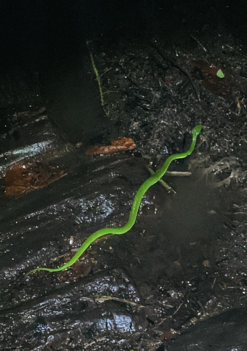 зеленая змея коста-рика