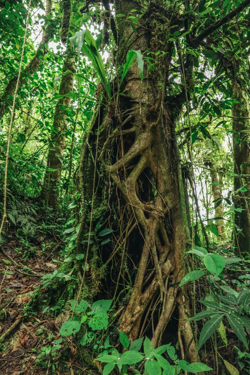необычное дерево в дождевом лесу
