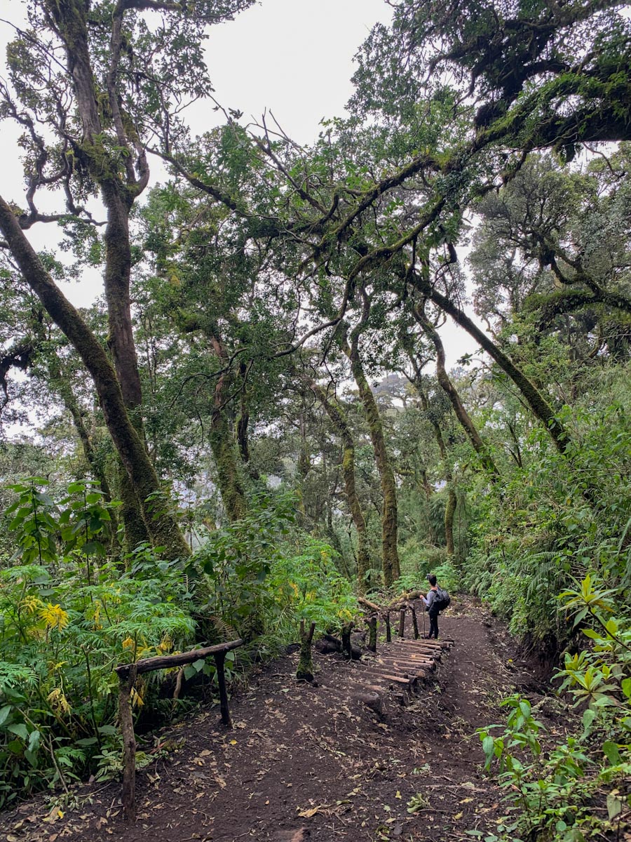 Облачный лес Акатенанго 