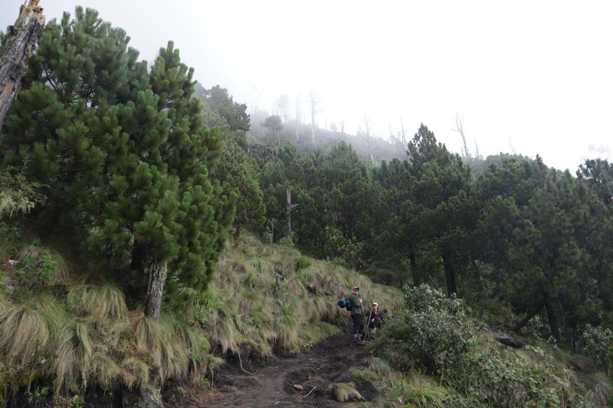 Облачный лес в Гватемале