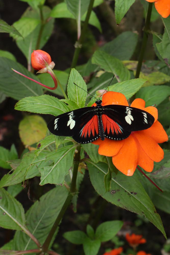 Бабочка в Коста-Рике
