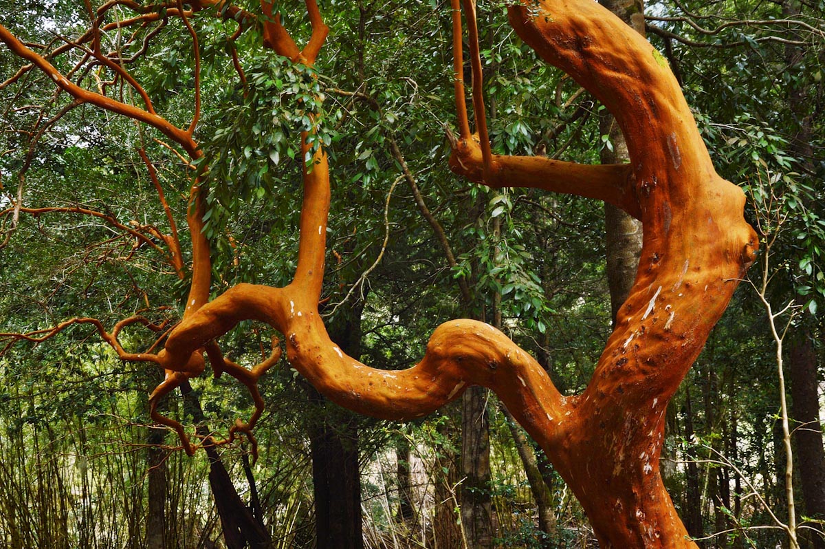 Красное дерево в Чили / Bold red tree in Patagonia