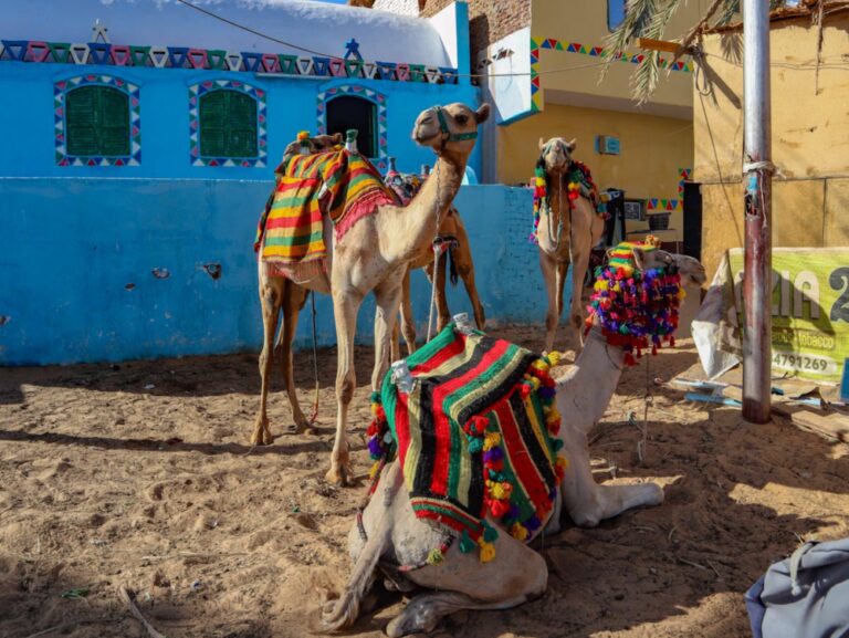 Верблюд в яркой попоне в Нубийской деревне в Асуане