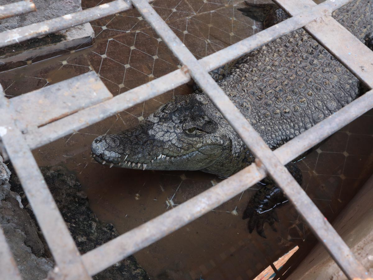 Крокодил в клетке