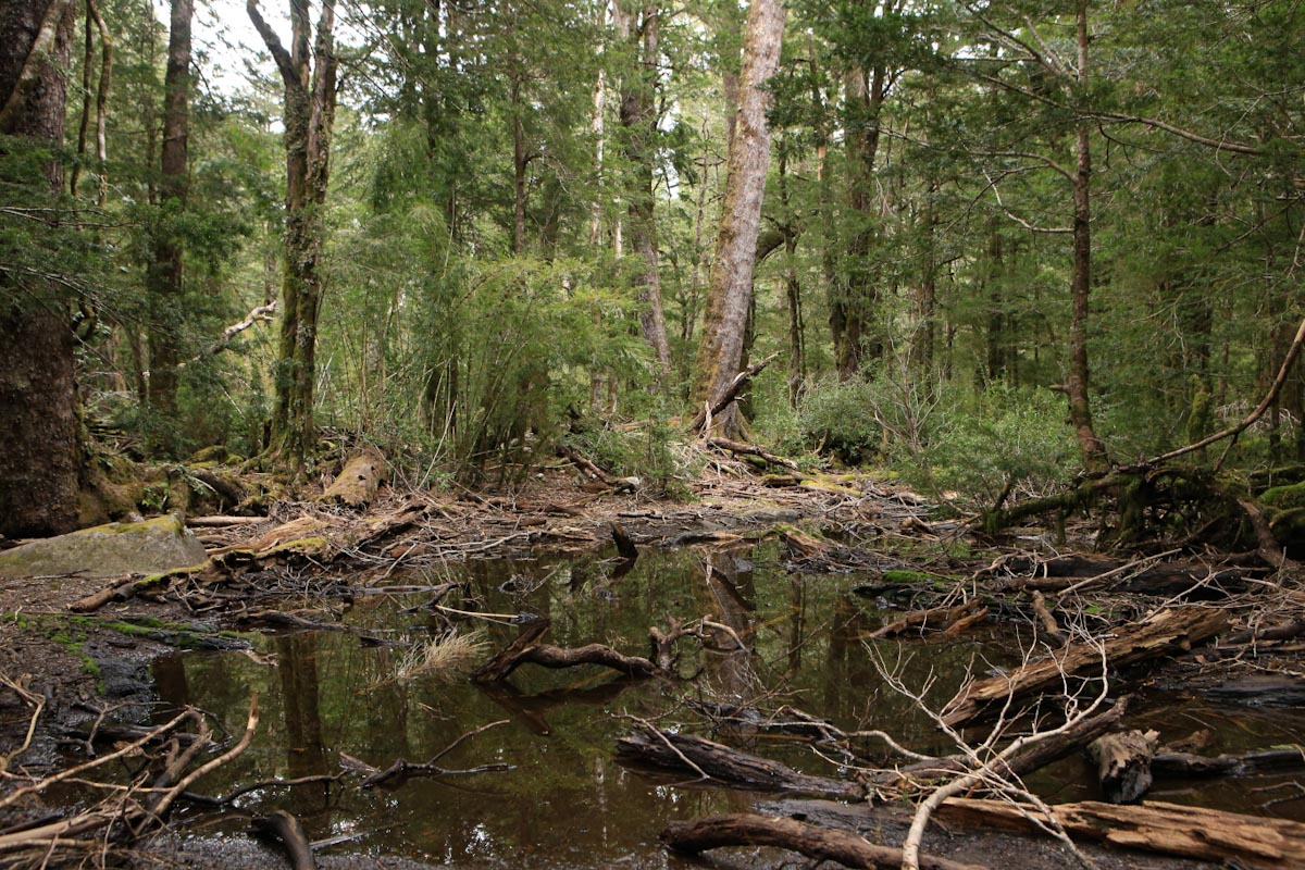 Лужа в лесу / Flooded forest in Pucon