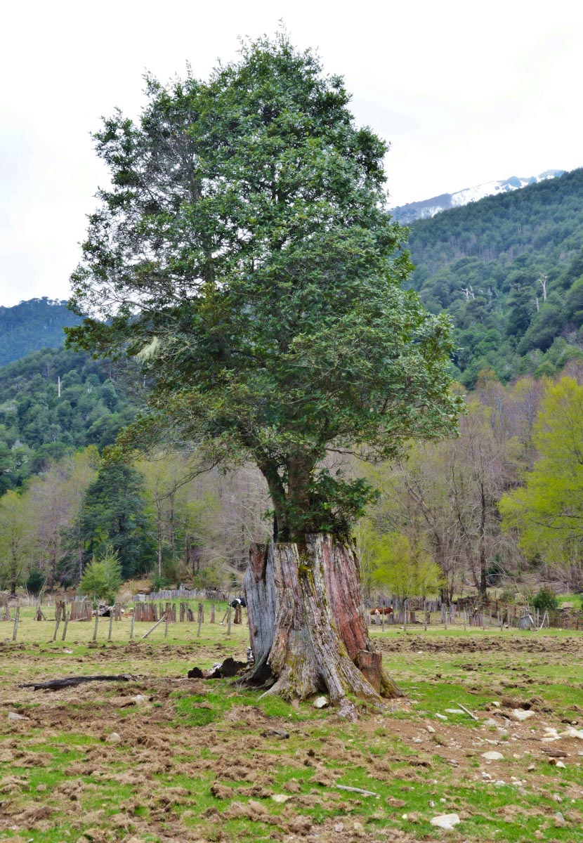 New tree growing from the dead trunk / Дерево растет внутри мертвого ствола другого дерева