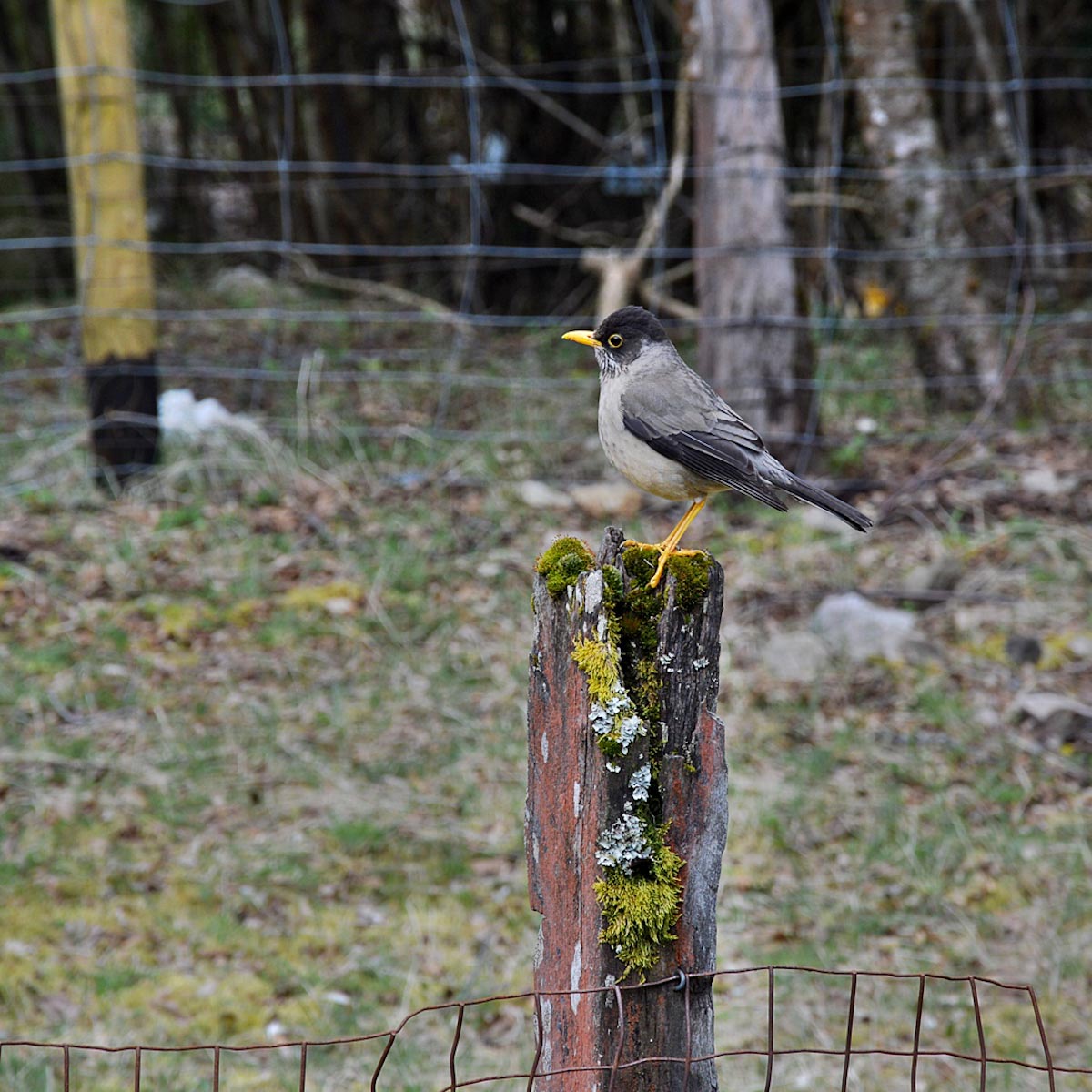Птица в Патагонии / A bird in Patagonia