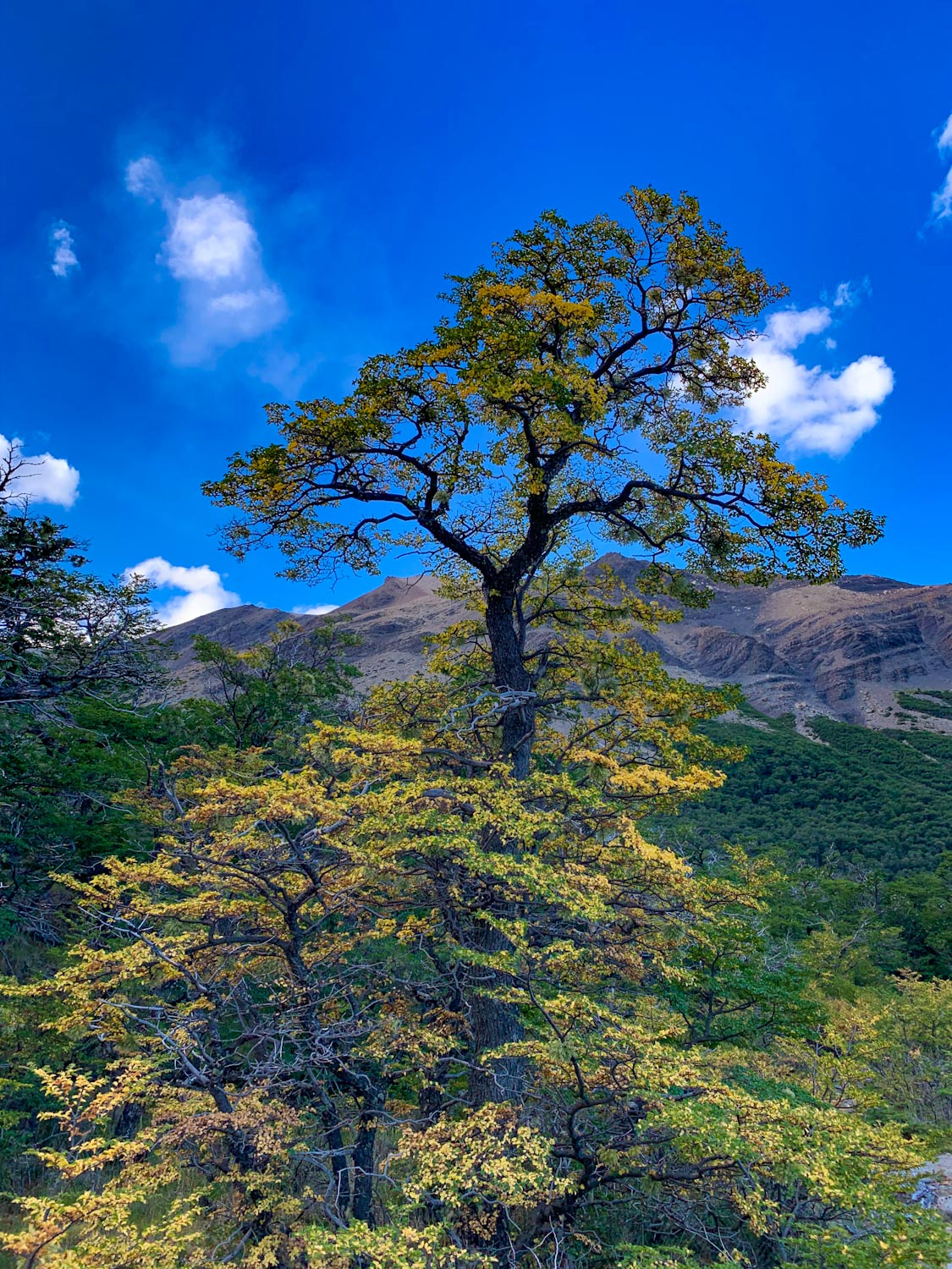 Дерево с желтой листвой на фоне гор 
