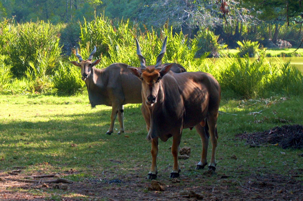 Антилопа парк Халлер в Момбасе