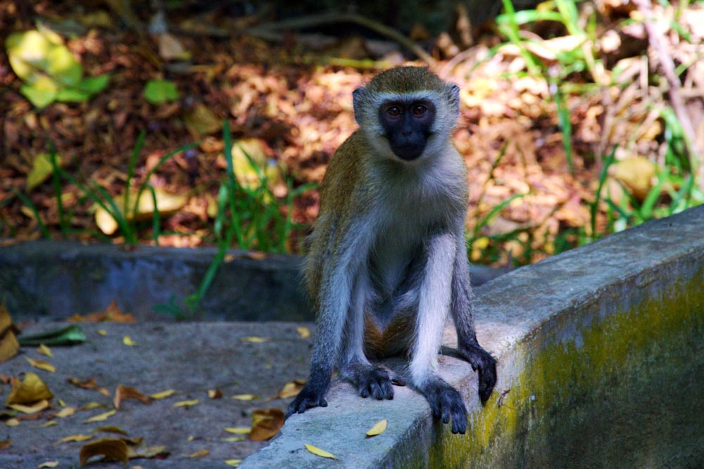 обезьяна смотрит в камеру Кения