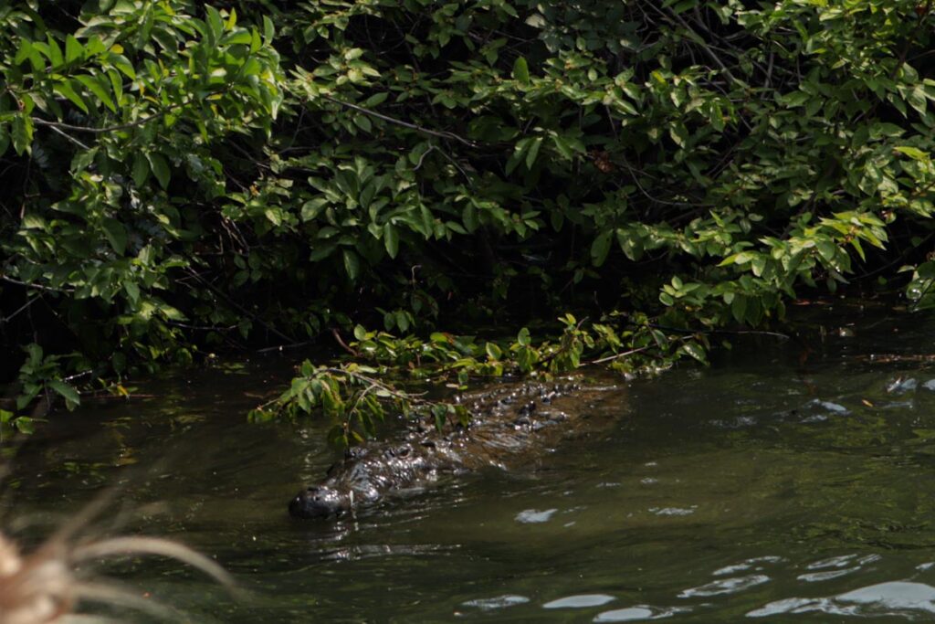 Крокодил в коричневой воде