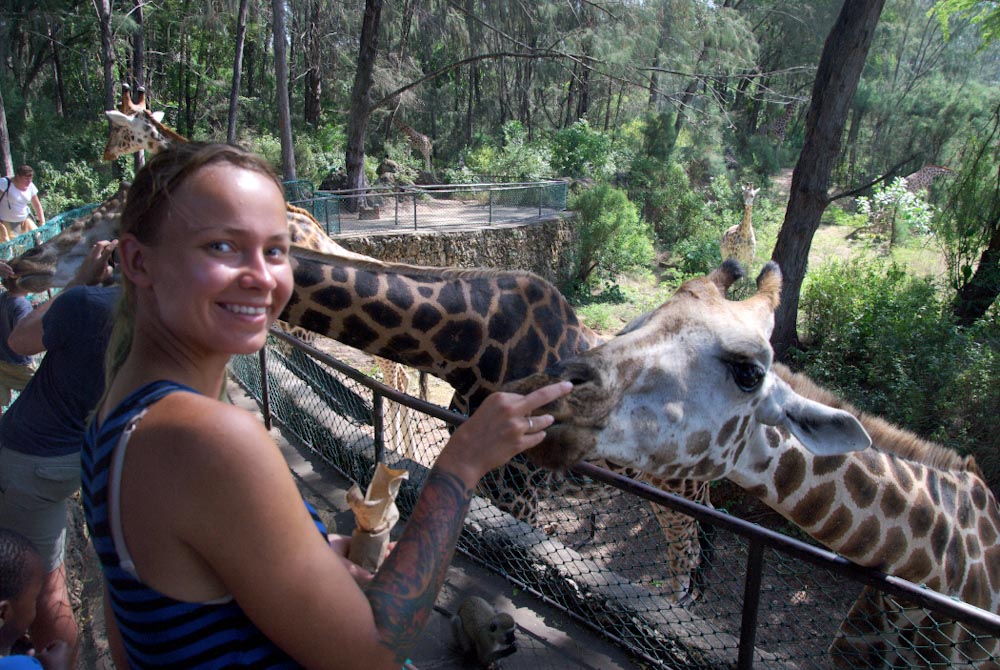 девушка кормит жирафа в халлер парк момбаса