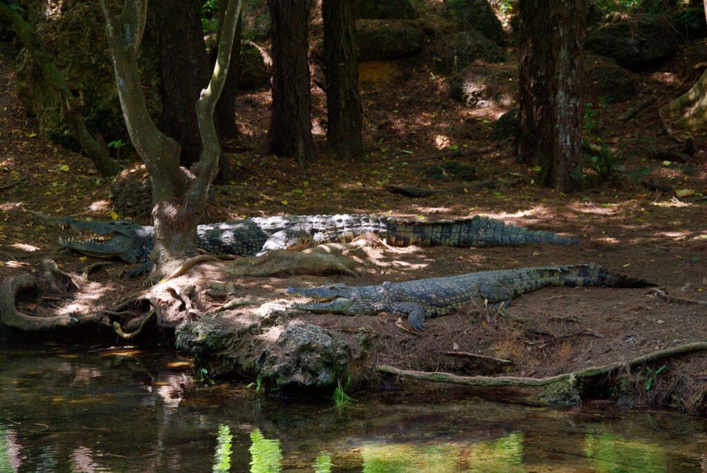 Крокодилы у воды