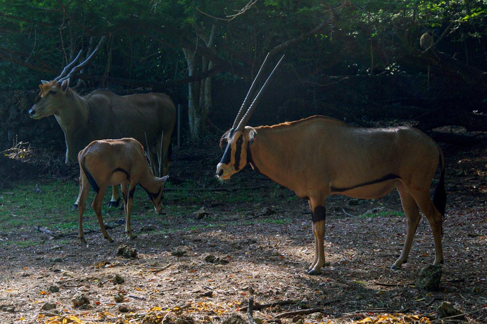 Бейза антилопа в Кении