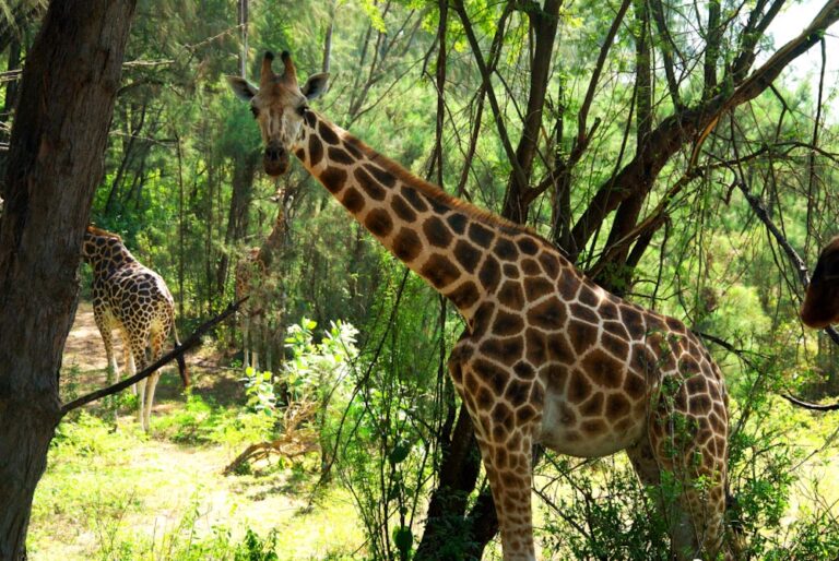 жираф парк Халлер в Момбасе