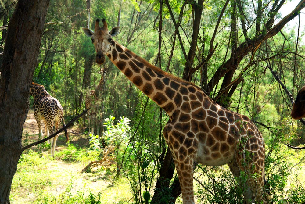 жираф парк Халлер в Момбасе