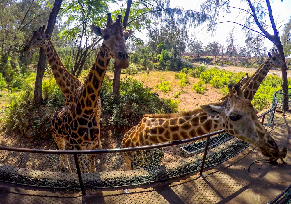 Три жирафа тянутся к камере