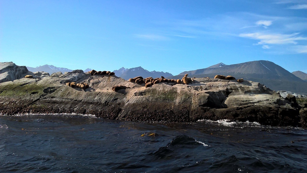 Seals on the rock