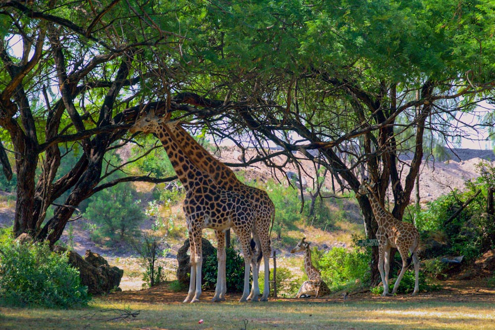 жирафы в Африке под деревом