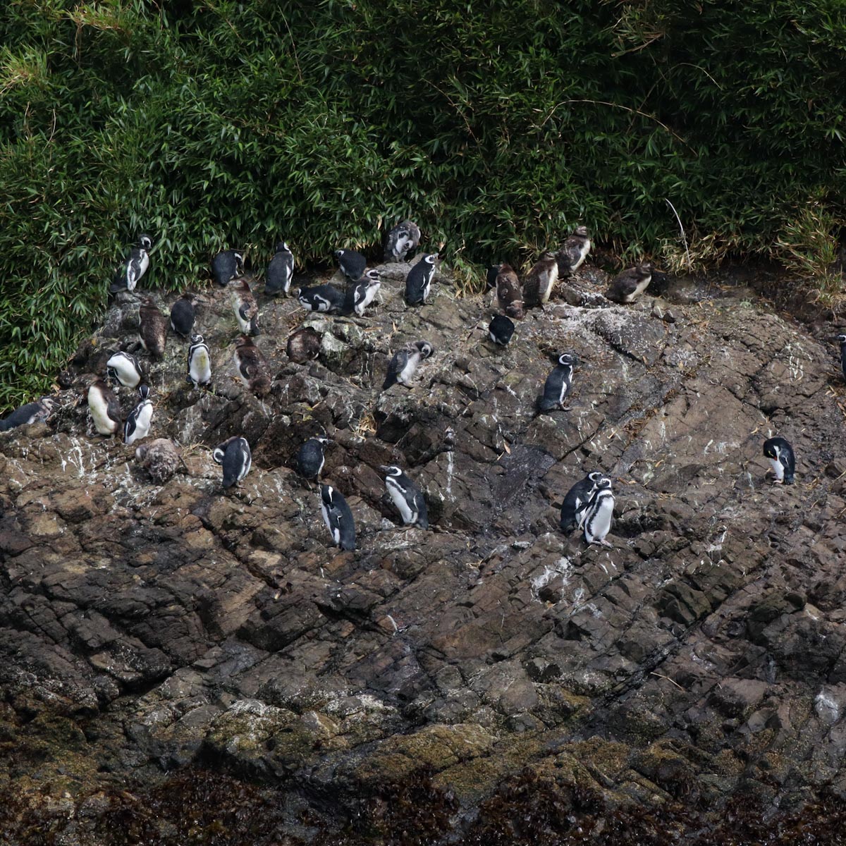 магеллановы пингвины на скале