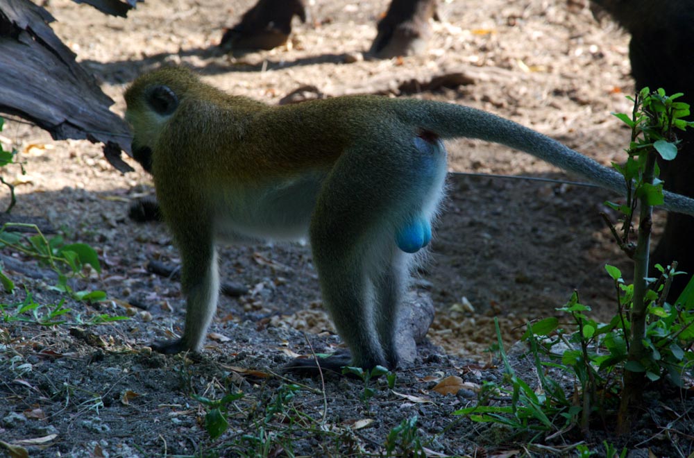 обезьяна с голубыми яйцами