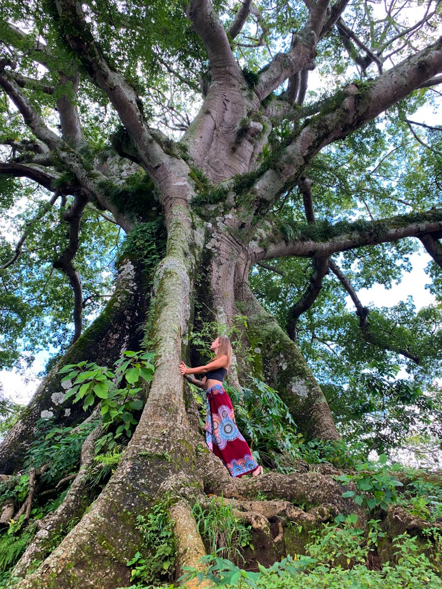 Девушка у гигантского дерева