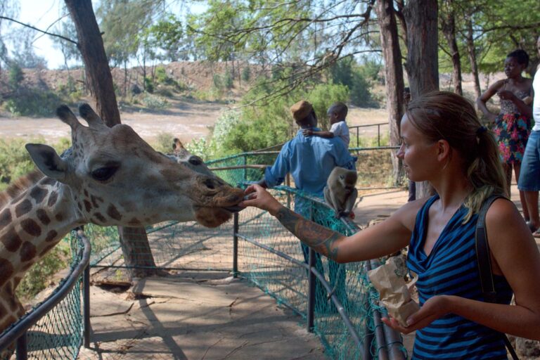 девушка кормит жирафа — парк Халлер в Кении