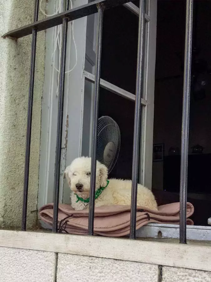 Белая пушистая маленькая собака в окне