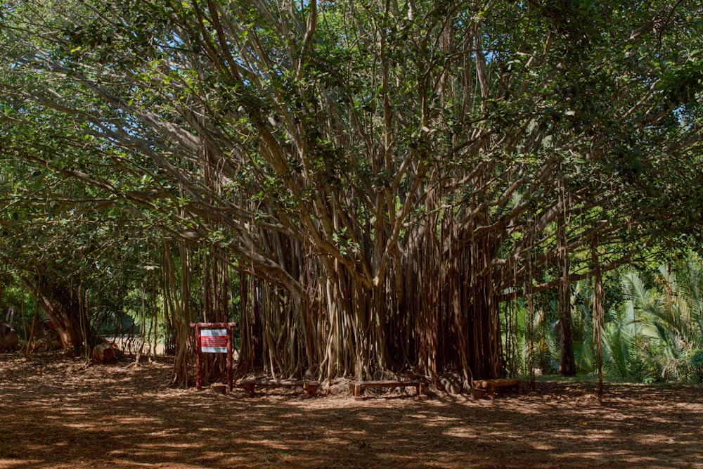 огромное дерево с множеством стволов в Кении