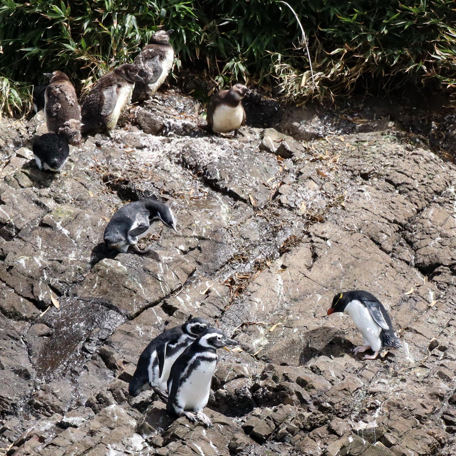 Хохлатый пингвин в Чили — Chiloe island