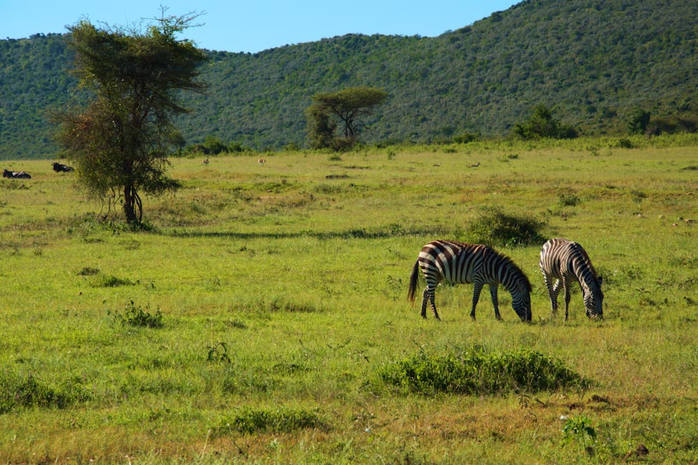 Две зебры в Масаи-Мара