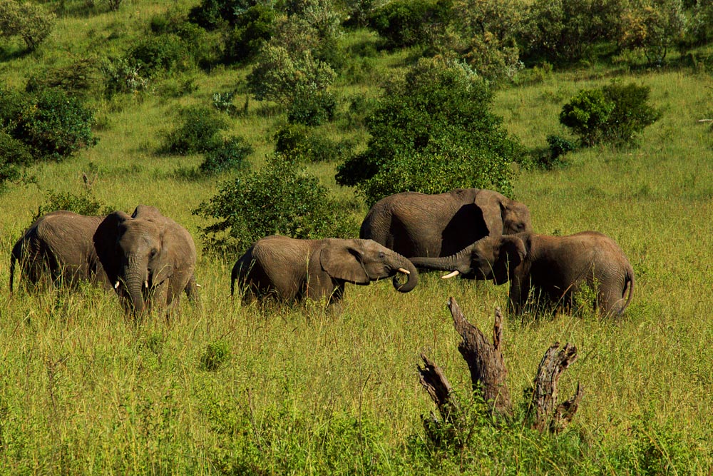 Слонята тягаются хоботами в парке Масаи-Мара