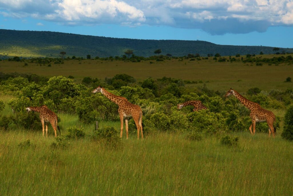 Жирафы в национальном парке Масаи-Мара