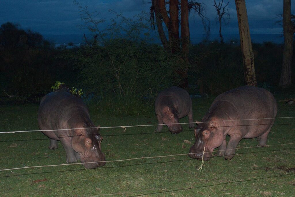 Ночной снимок трех бегемотов со вспышкой