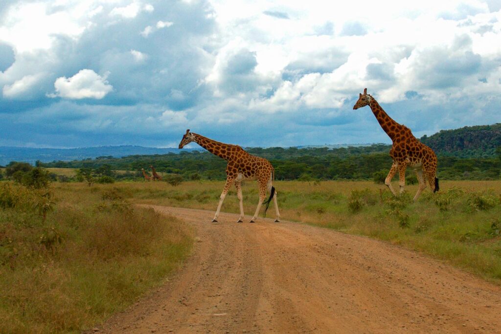 Два жирафа переходят дорогу