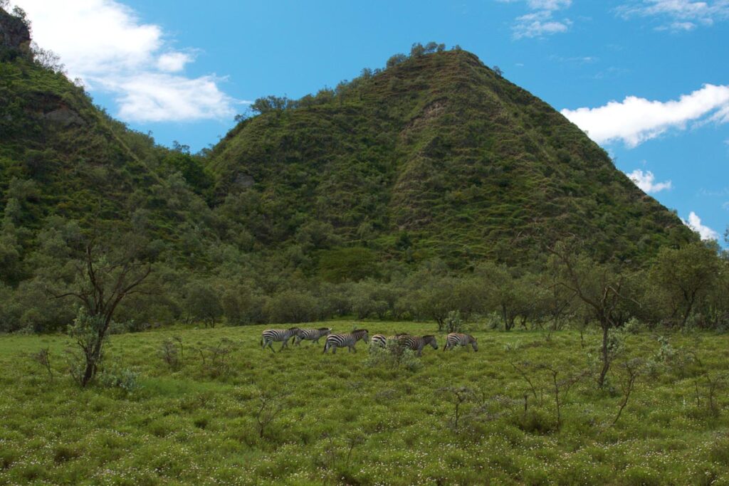 Зебры на фоне зеленого холма 