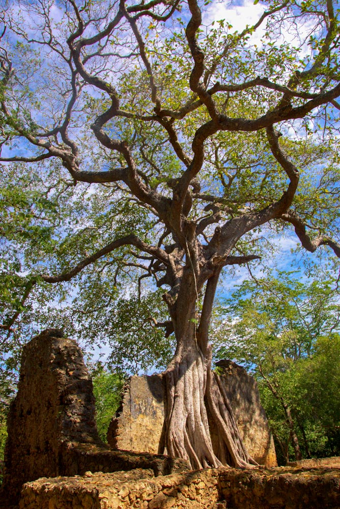 Дерево обвивает корнями стену руины Геде