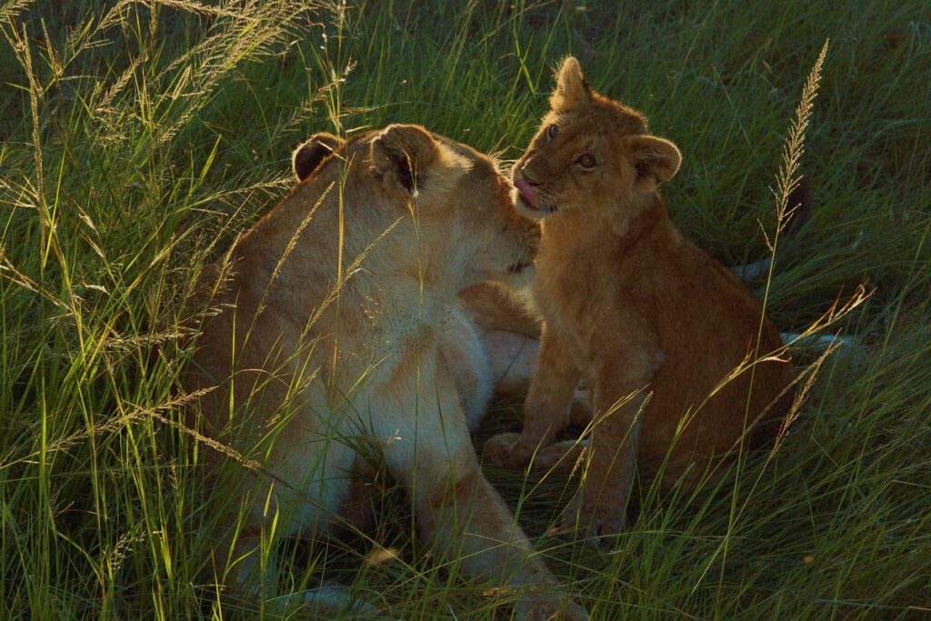 Львица с котенком в парке Масаи-Мара