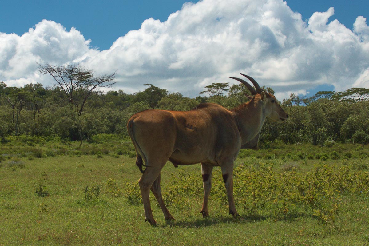 Водяной козел вид сбоку — сафари в Кении