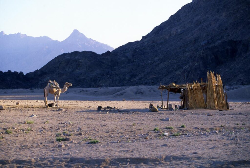 Верблюд стоит в пустыне у шалаша на экскурсии в Хургаде