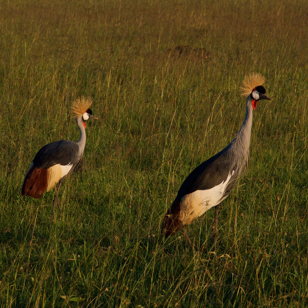Две птицы с ирокезом в парке Масаи-Мара
