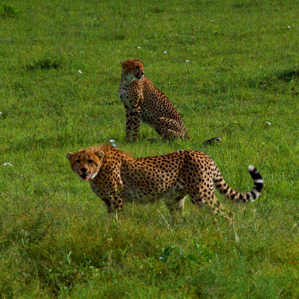 Гепарды в парке Масаи-Мара