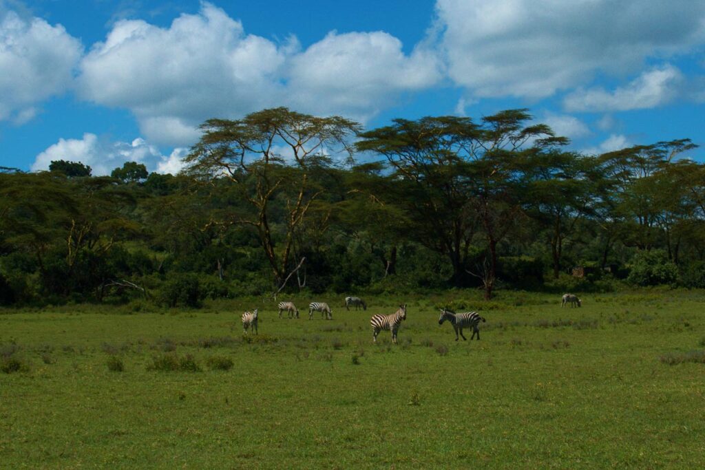 Зебры в заповеднике Кратер Лэйк в Найваше