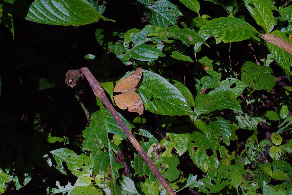 Коричневая бабочка на зеленых листьях
