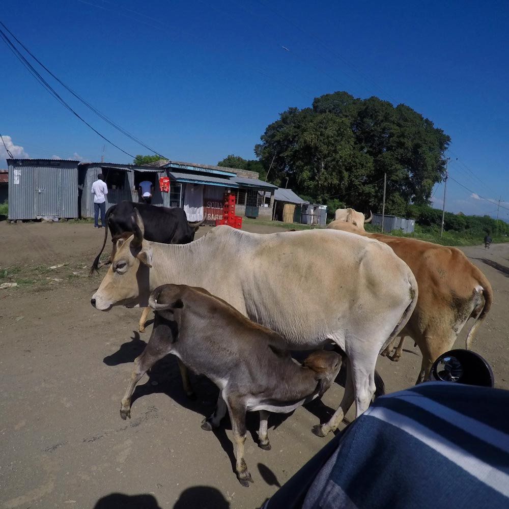 Корова кормит теленка посреди дороги